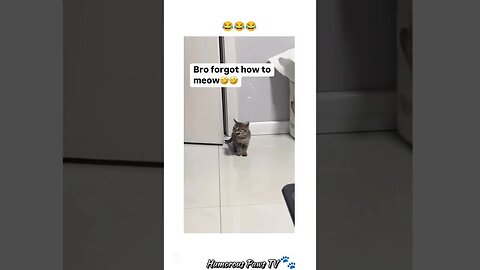 These Pets Just Can’t Stop Being Hilarious!