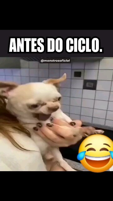 Ciclo de testosterona.