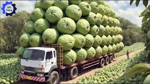 155 Most Satisfying Agriculture Technology ►84|Harvest and Processing Taiwan Guava to a New Level