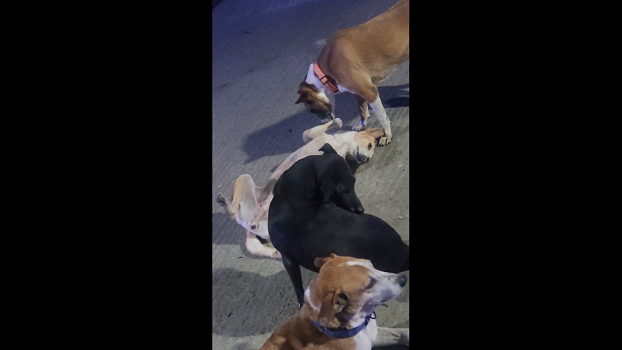 Street Dogs Enjoyment