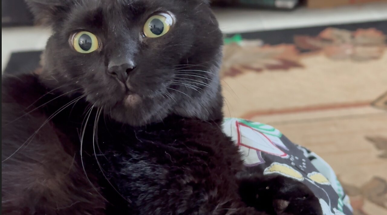 Cute Precious Piper is Surprised - My Adopted Shelter Cat Vlog