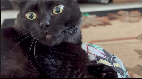 Cute Precious Piper is Surprised - My Adopted Shelter Cat Vlog
