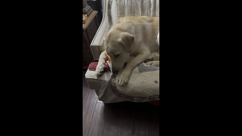 Great Pyrenees mix Oliver enjoying a carrot