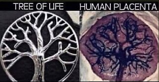 ⟁ THE PLACENTA PROTOCOL