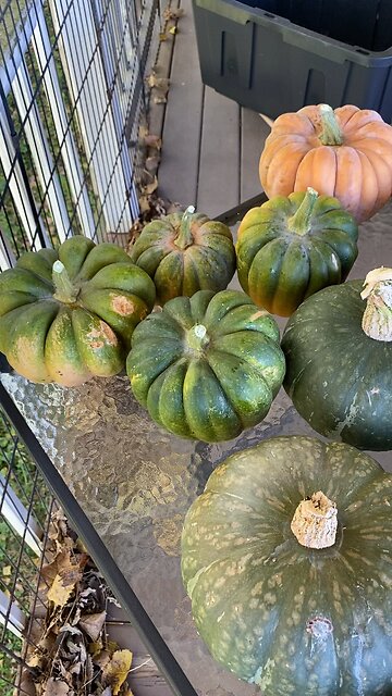 Squash Harvest