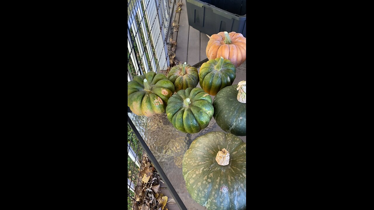 Squash Harvest