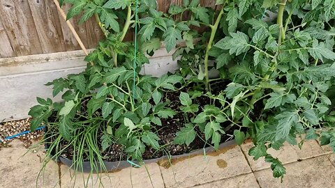 Our first family attempt at gardening and growing food.