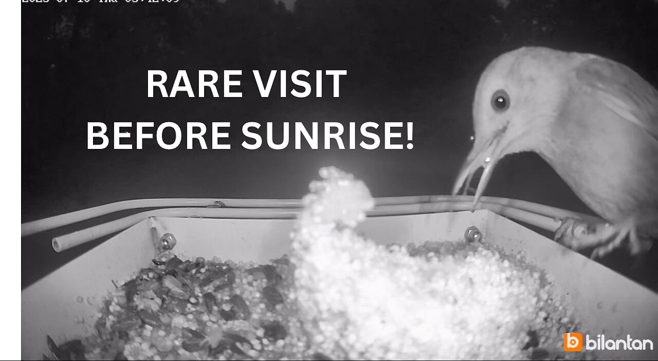 Caught on Cam | A Before Dawn Visitor at our Owl-Shaped Bird Feeder | Birds loved the Owl