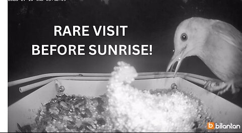 Caught on Cam | A Before Dawn Visitor at our Owl-Shaped Bird Feeder | Birds loved the Owl