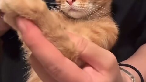 Cat Tries the Challenge 🐱