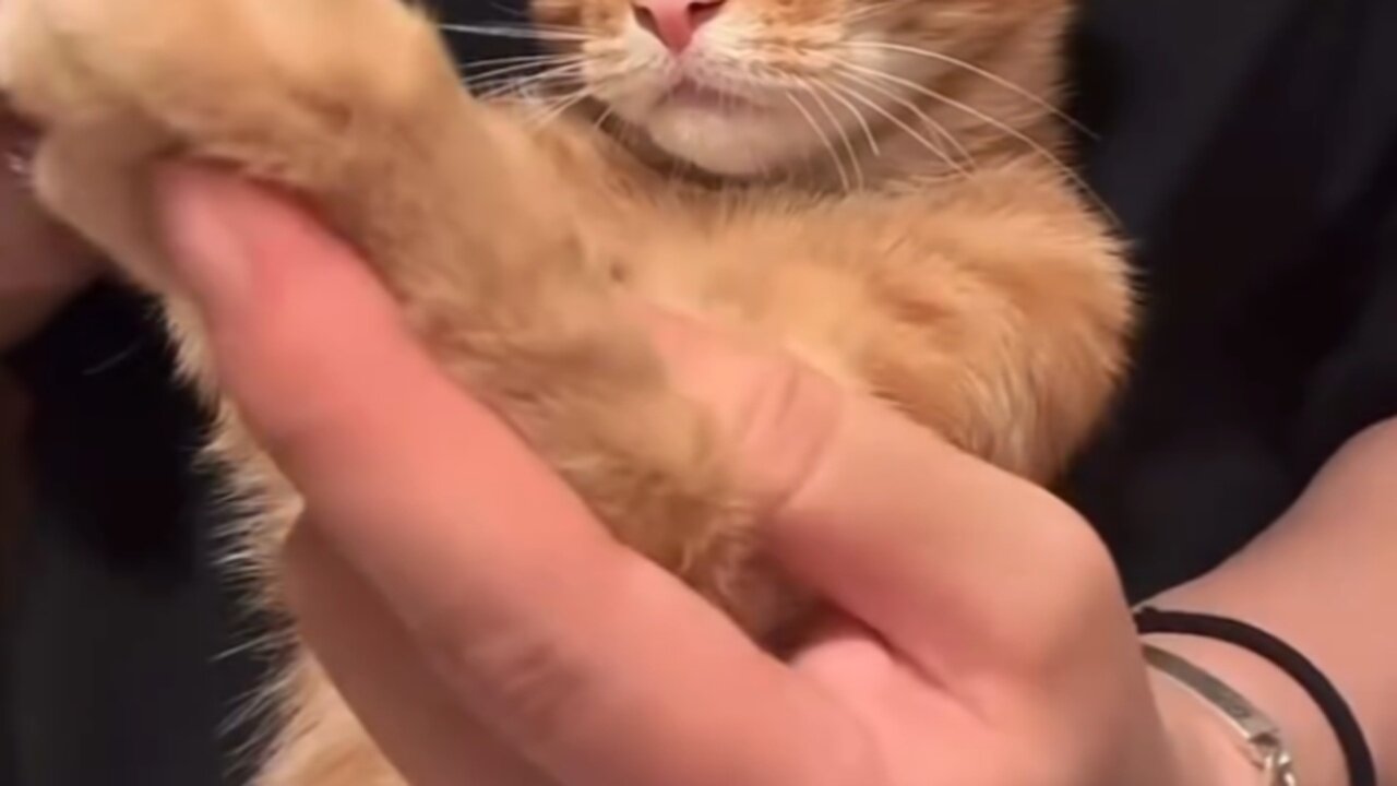 Cat Tries the Challenge 🐱