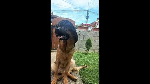 Water games with a German Shepherd.