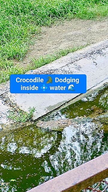 marvel of nature’s raw strength! #Crocodile #Wildlife #WaterPredator