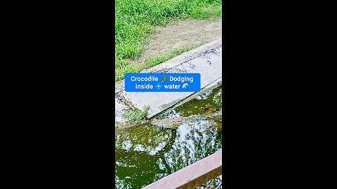 marvel of nature’s raw strength! #Crocodile #Wildlife #WaterPredator
