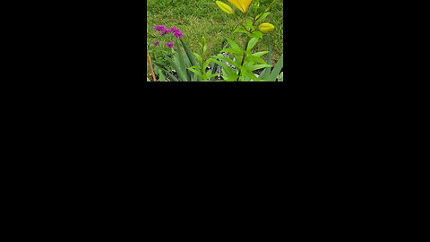 Yellow Lilly
