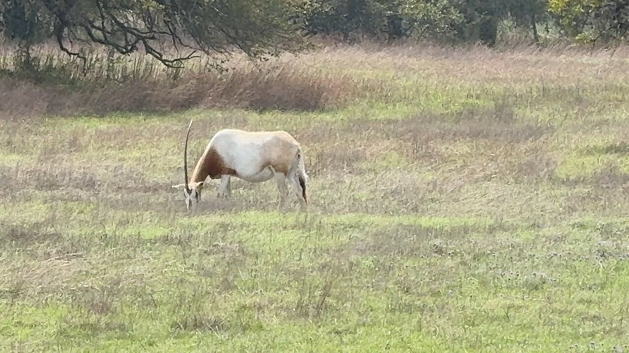 Scimitar-horned Oryx on Bamberger Ranch