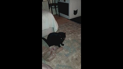 black cat with brown bag