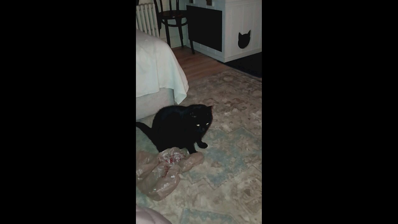 black cat with brown bag