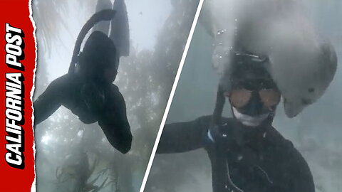 SoCal diver befriends affectionate seal named 'Waffles'