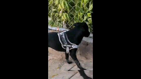 dogs da sueira