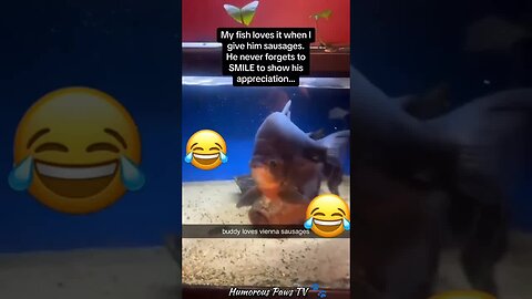 Funny animals 2024😂- Funniest Cats and Dogs Video😹🐶