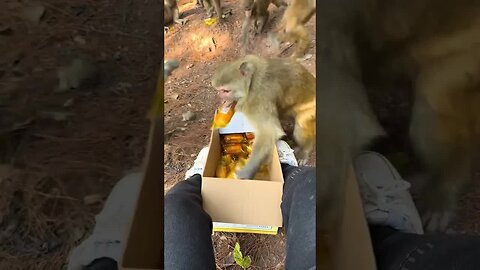 Distributing bread for hungry monkeys in the reserve