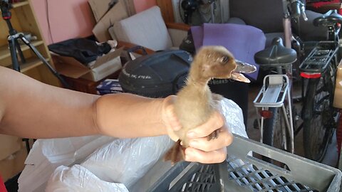 Warming Ducks with AI and Compost