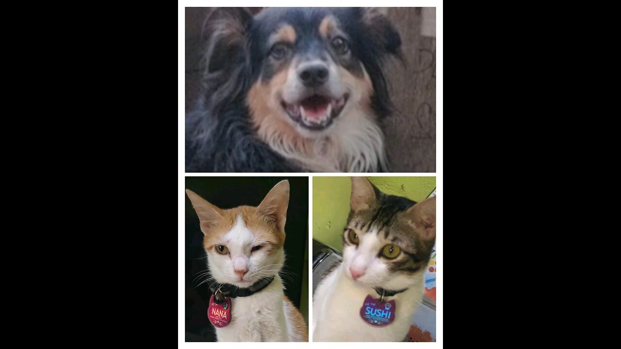Tuffy and Sushi Playing