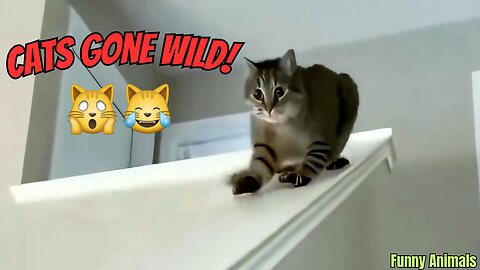 "Cats Gone Wild!"