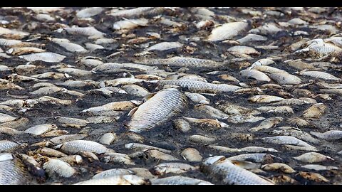 BEDTIME BIBLE CHAT: Ecclesiastes 10: 16-17: DON'T JUMP INTO A BARREL OF DEAD FISH