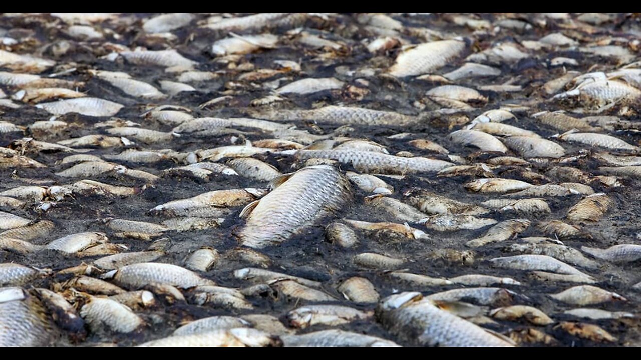 BEDTIME BIBLE CHAT: Ecclesiastes 10: 16-17: DON'T JUMP INTO A BARREL OF DEAD FISH