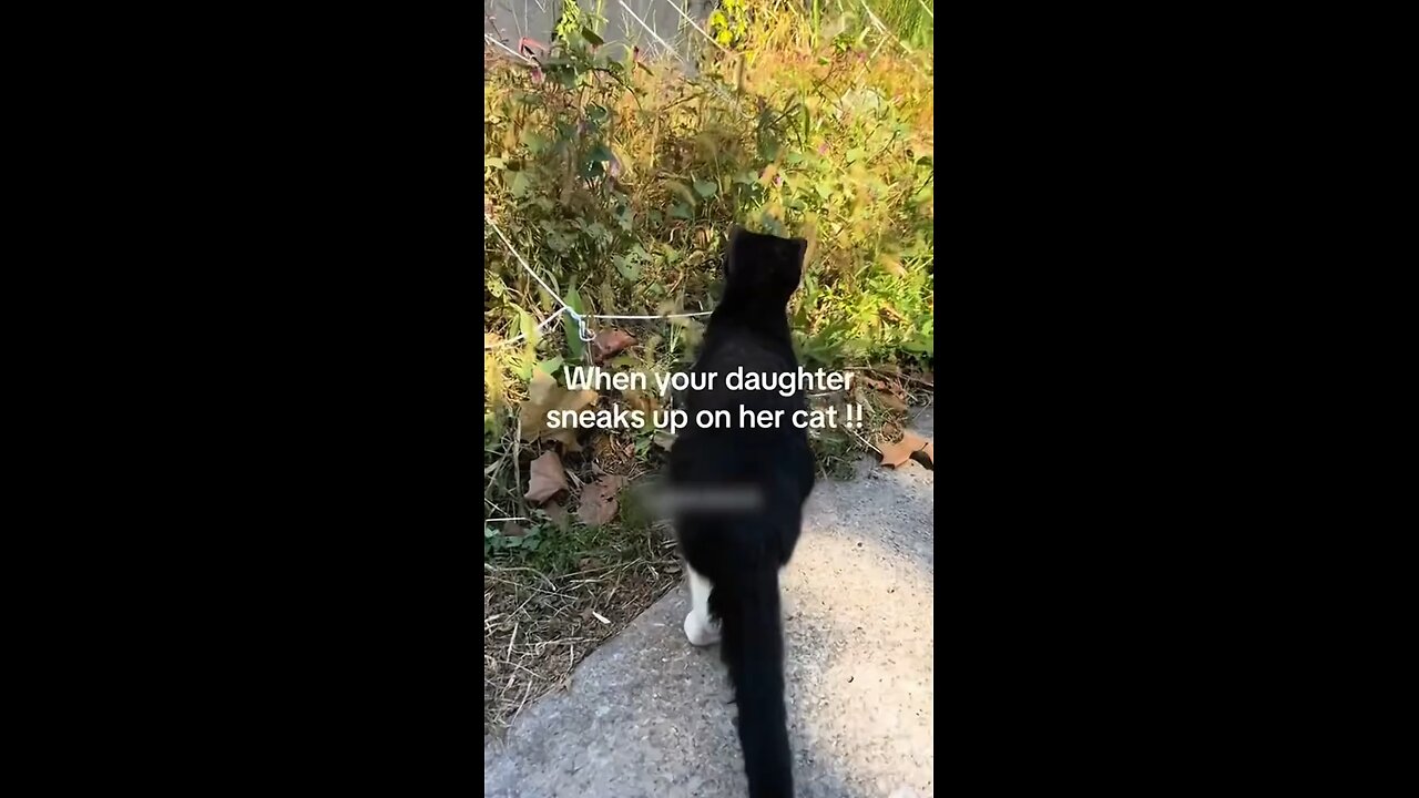 Purrlock Holmes