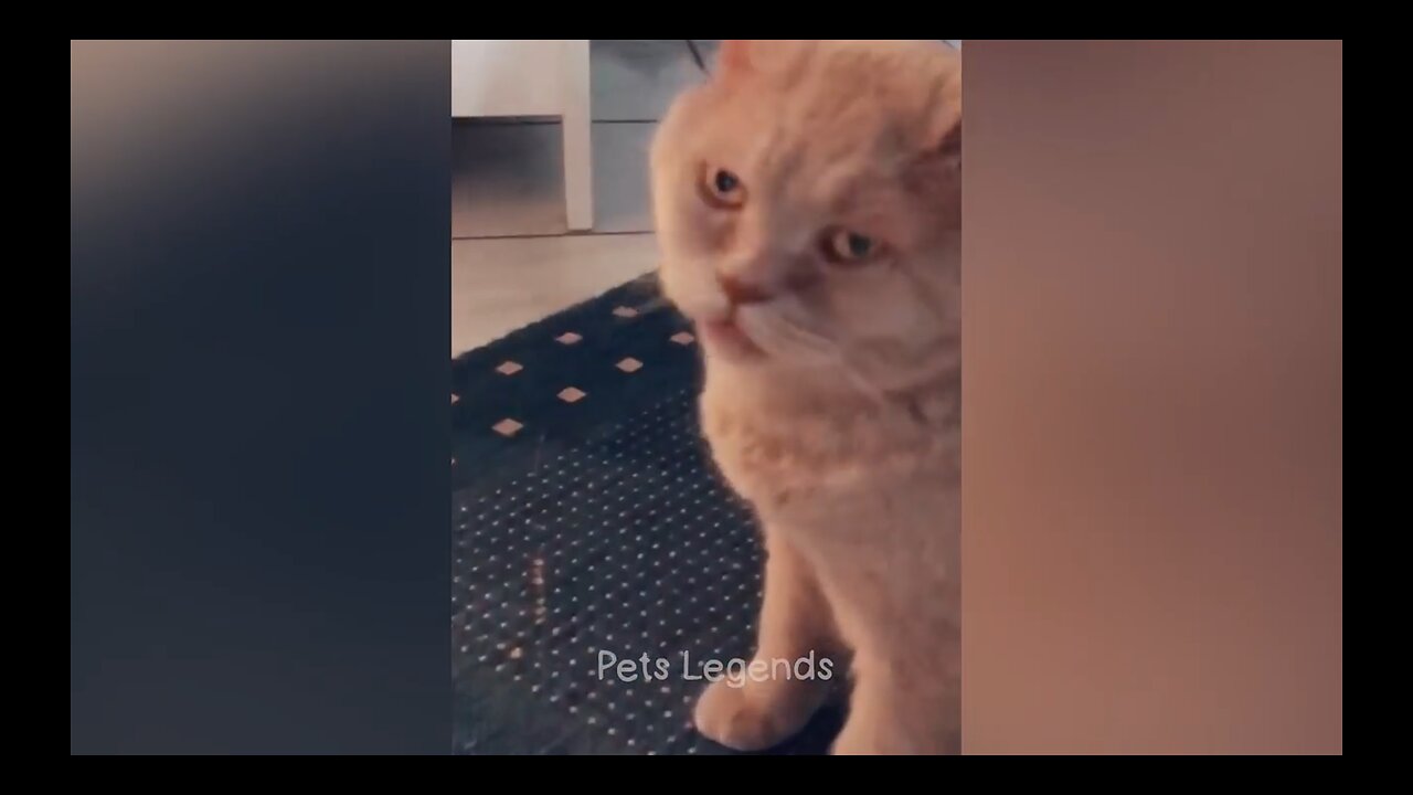 Funny animal videos