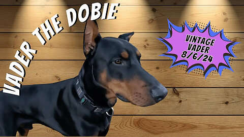 Vintage Vader: Doberman Protects Mom Like a Boss 🚫🐕 | August 2024 Flashback