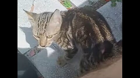 Fundraiser for Alley Cat 8 pm EST Tuesday