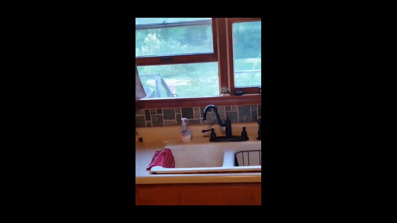 Deer Cam Deer, Owl Taken From Our Kitchen Window And Stoop