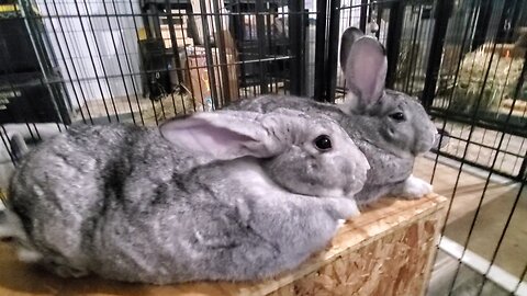 Spending some time with the girls before they get adopted!