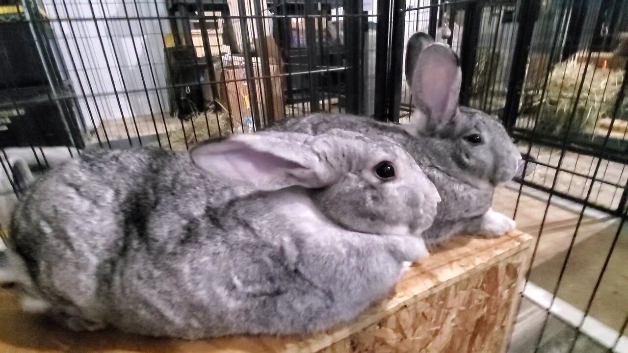 Spending some time with the girls before they get adopted!