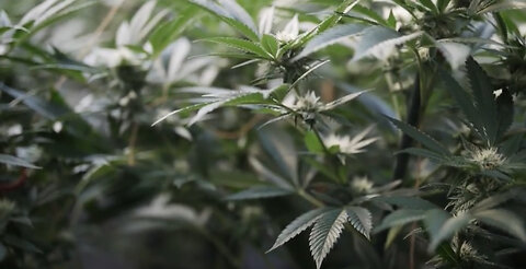 The Plant With A Million Plus Uses!