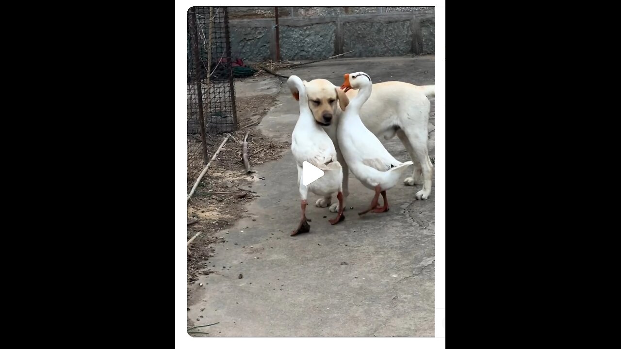 The Dog Was Bullied but Didn't Say a Word