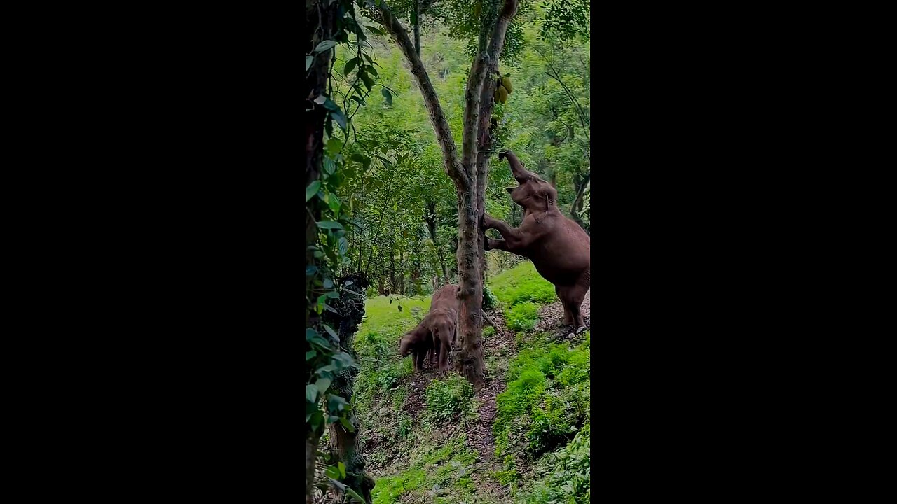 #travel #music #trending Monsoon masinagudi rainy