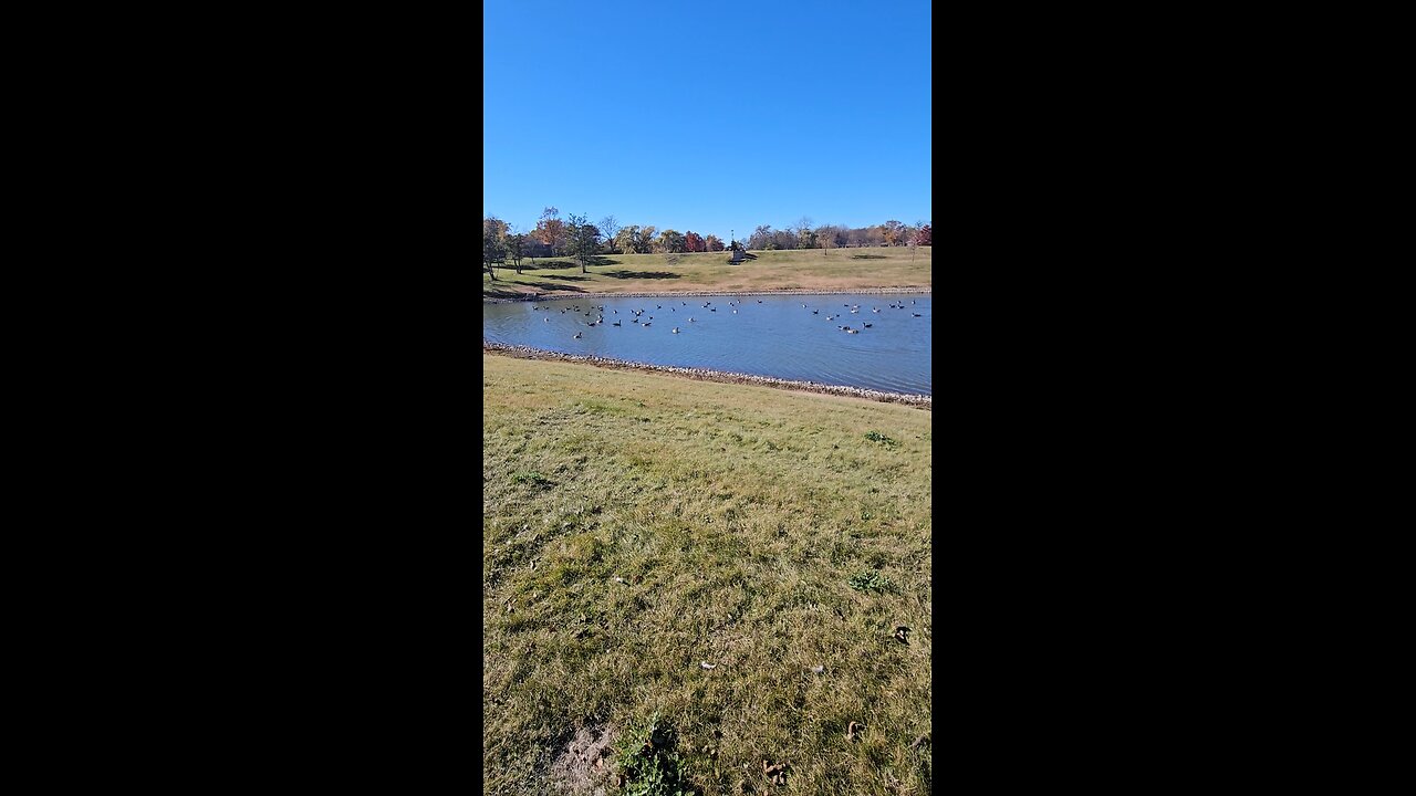 Geese in a Kerfuffle