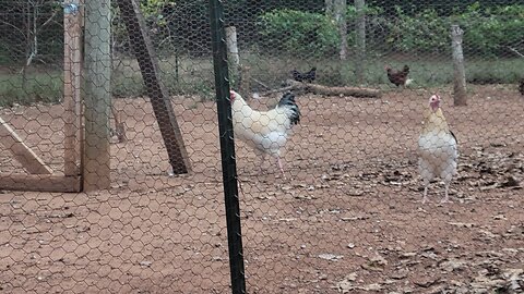 Chicken math is real.