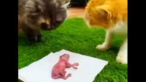 Funny Animals Compilation video 😂 2025
