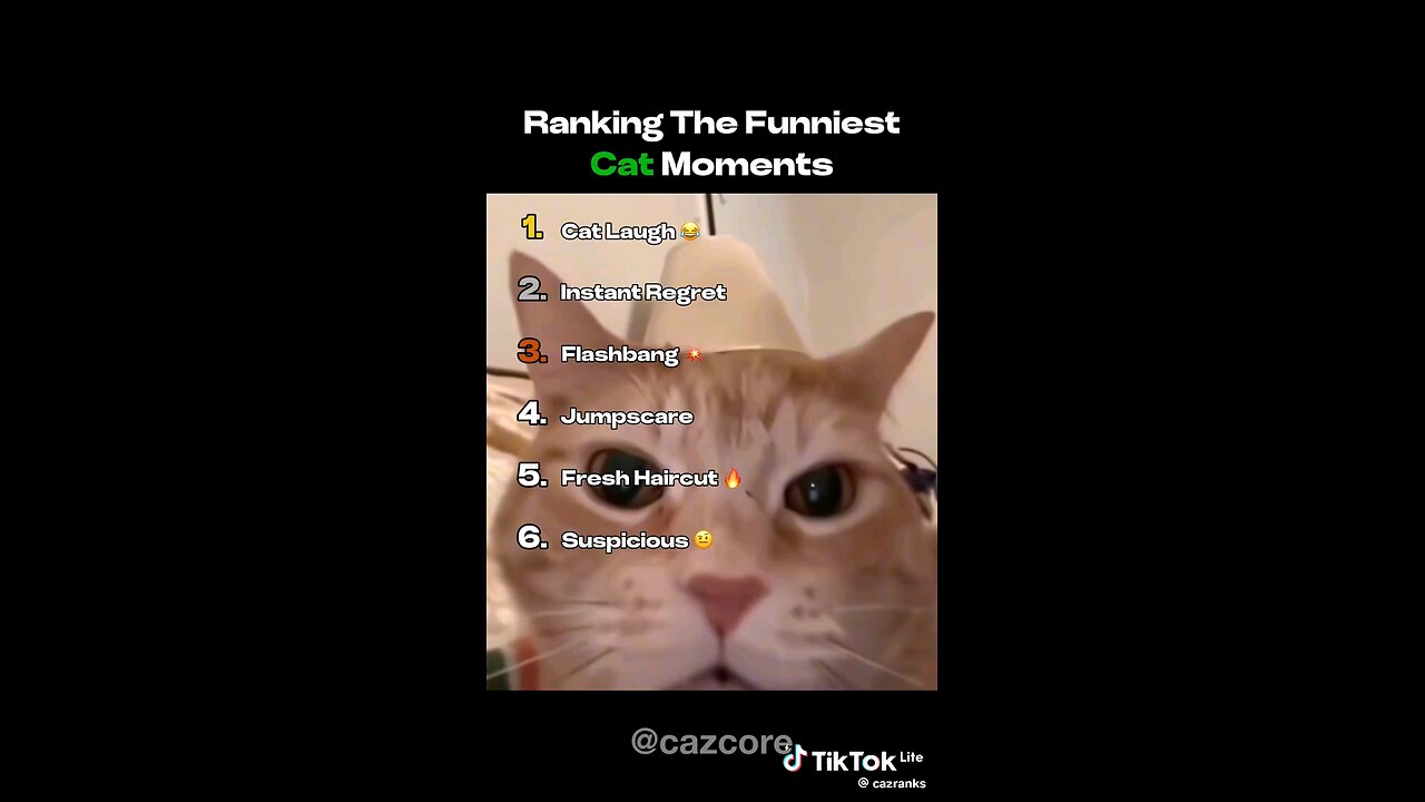 funniest cat moments