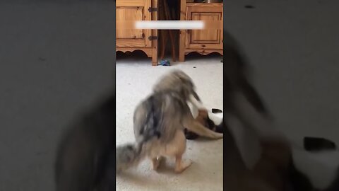 The man found a dead wolf in the woods and he became his best friend