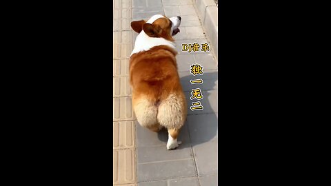 Dancing dogs