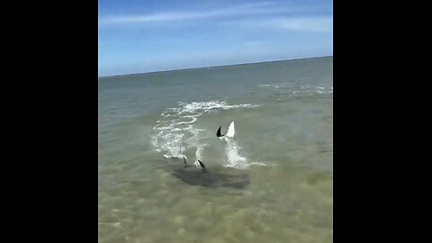 STINGRAY ESCAPES🛥️🦑🦈📸HUNGRY PREDATOR-HAMMERHEAD SHARK🇦🇺🎣🦑🛥️🦈💫