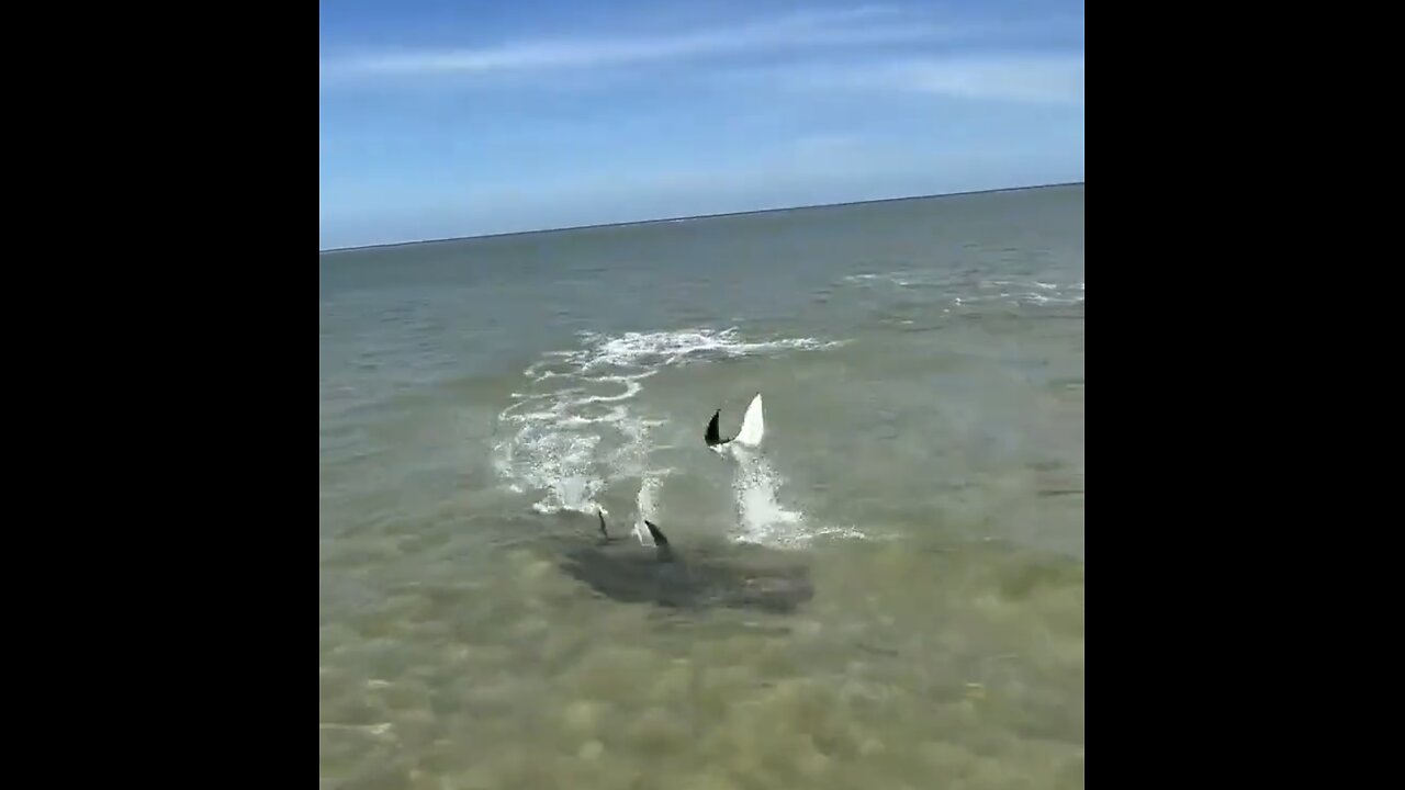 STINGRAY ESCAPES🛥️🦑🦈📸HUNGRY PREDATOR-HAMMERHEAD SHARK🇦🇺🎣🦑🛥️🦈💫