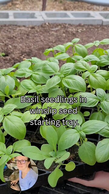 winslip seedlings